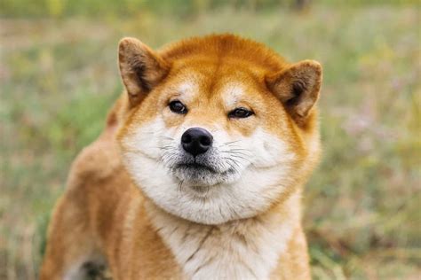 shiba inu photography